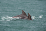 dolphin whyw15_mon_800_9689